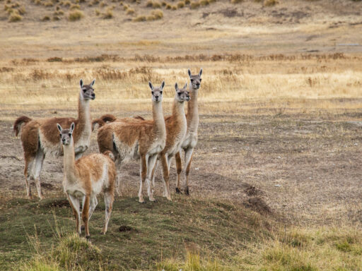 Patagonia