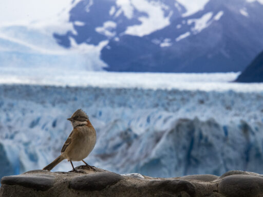 Patagonia