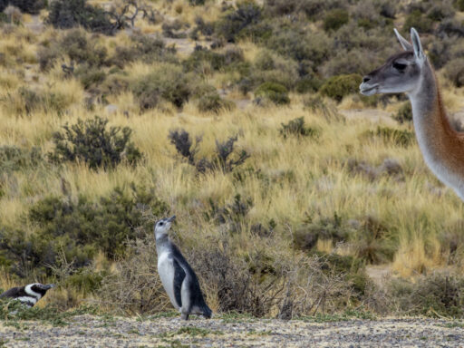 Patagonia